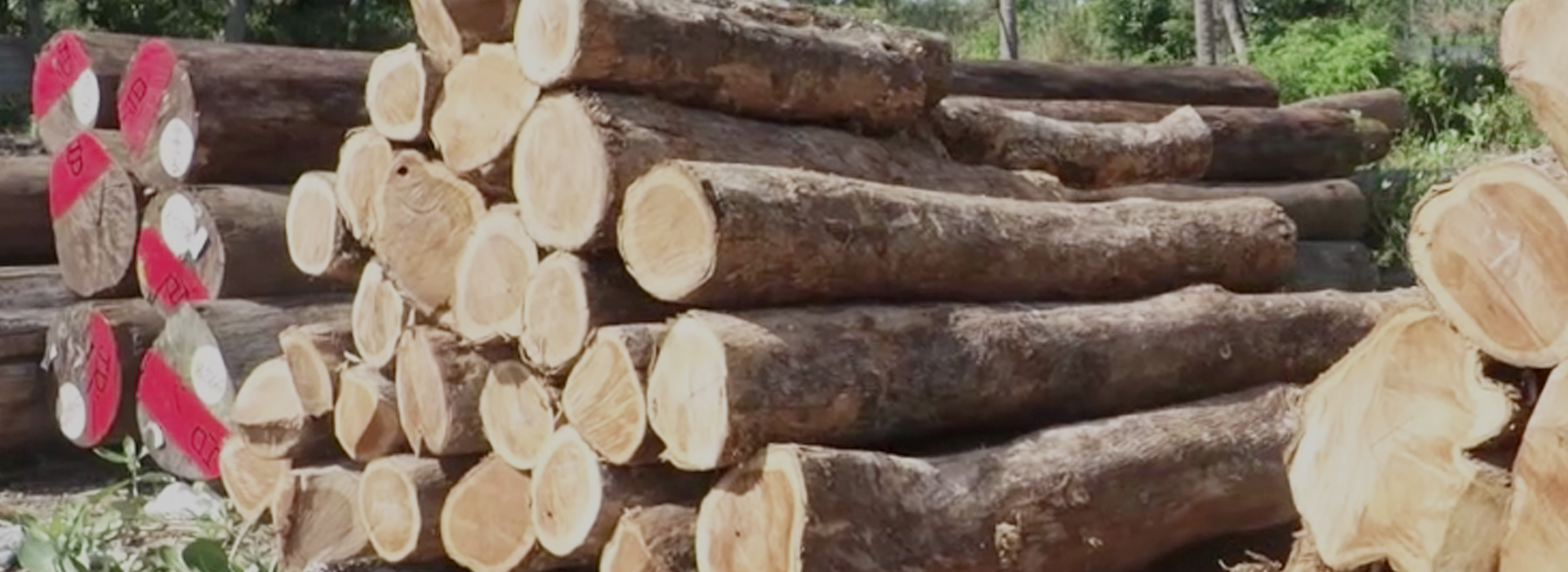 Timber-industry-about-us-page-banner